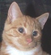 [Nicky is our newest baby saved from having to live on his own as a street cat.]