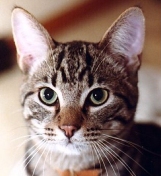 [My wonderful Canadian friend Jackie has gathered Spike and the rest of her furbabies from the Rainbow Bridge.]