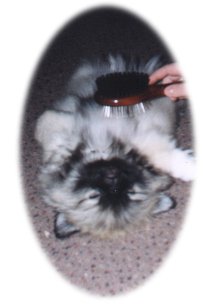 senbrush.jpg (3738 bytes)