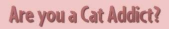 Are you a Certified Cat Addict?