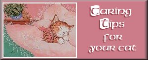 cat care tips