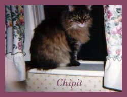 Chipit