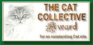 The Cat Collective Award