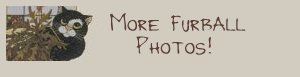 Furball Photos 2