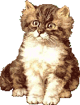 cat giving the stare!