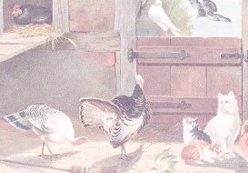 cats and turkeys