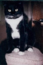 Tyler cat.jpg