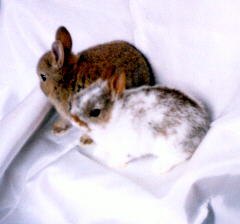 broken chestnut and chestnut