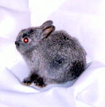 smoke pearl steel buck