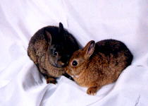 steel bunny compare to chestnut bunny