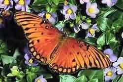 red butterfly
