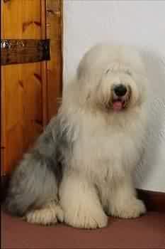old english sheepdog