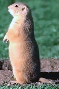 gopher