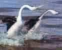 grebes