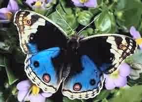moth