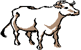 Ox