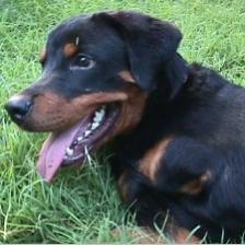 Tripod:St. Francis Animal Rescue