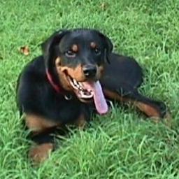 Tripod:St. Francis Animal Rescue