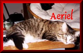 Aeriel
