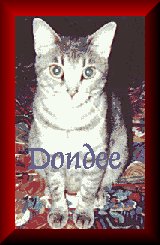 Dondee