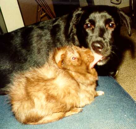 Murphy kissing (a.k.a. licking) Joey
