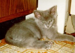 Baby Rufus