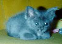 Baby Rufus with crossed paws