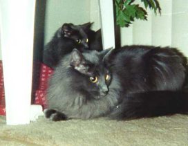The Cats