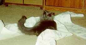 Rufus killing paper towels