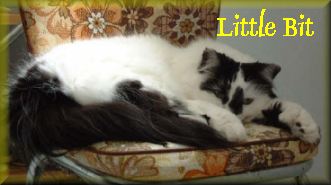 Little Bit