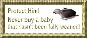 Buy from reputable breeders only