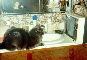 Rufus watches television