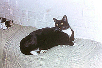 The Queen On The Couch