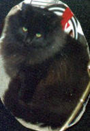 Our Kitty