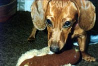 Molly and her Hot Dog