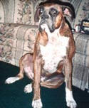 Rocky after his bath
