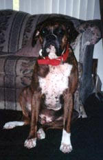 Boxer in new collar