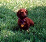 Molly in the Grass