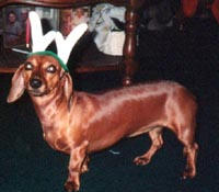 Molly Reindeer