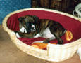 Rocky in bed