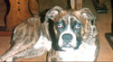 Rocky's Brother