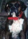 another picture of Rocky