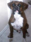 Rocky sitting
