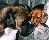Puppy love