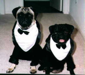 /user/Pugtux.jpg