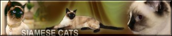 Siamese cats