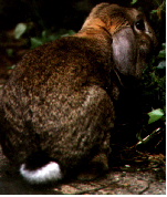 Commemorating Bart the Rabbit
