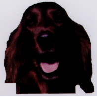 Karli Dog