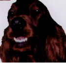 Tara Dog