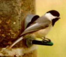 black-capped chickadee